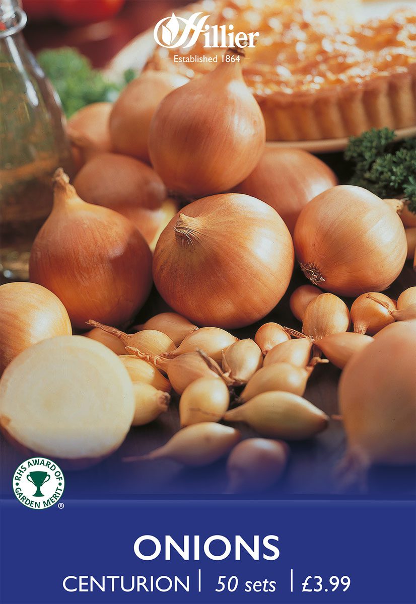 8718641999295 1 Onion Centurion.jpg